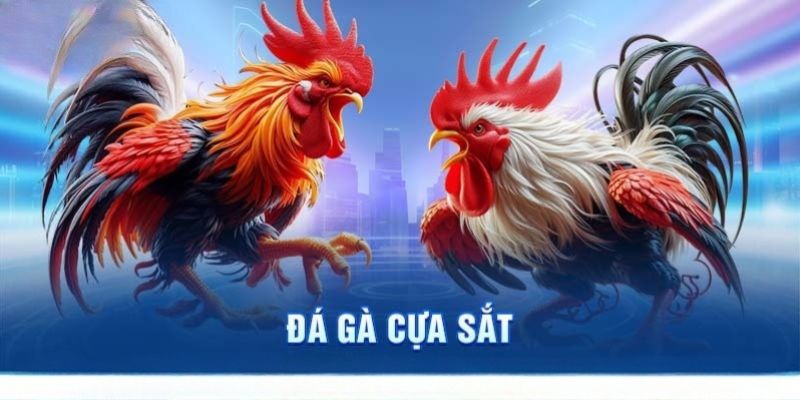 Tổng hợp kinh nghiệm chơi đá gà cựa sắt tại nhà cái U888