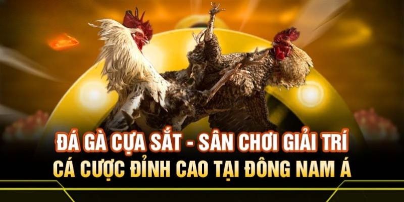 Thông tin về luật chơi đá gà sử dụng cựa sắt tại U888