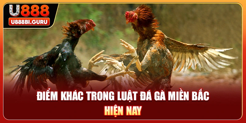 Điểm khác trong luật đá gà miền Bắc hiện nay