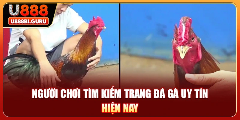 Người chơi tìm kiếm trang đá gà uy tín hiện nay