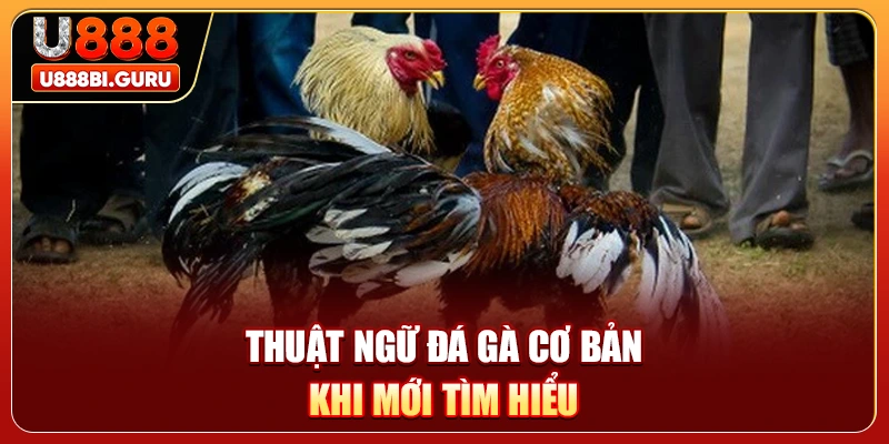 Thuật ngữ đá gà cơ bản khi mới tìm hiểu
