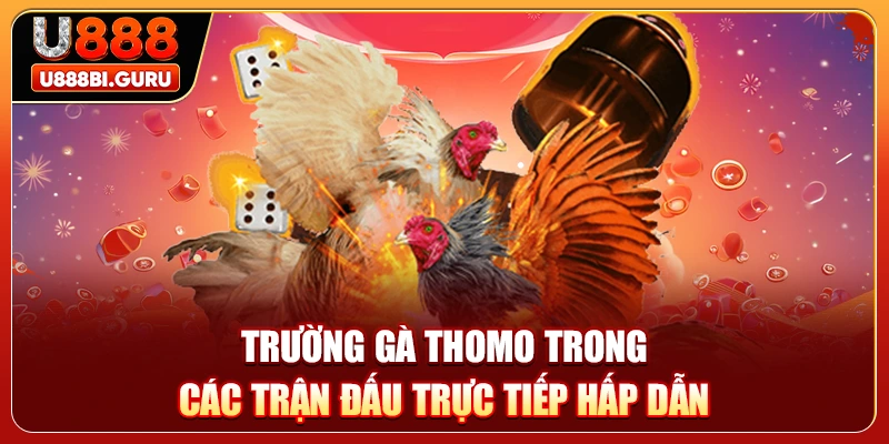 Trường gà Thomo trong các trận đấu trực tiếp hấp dẫn